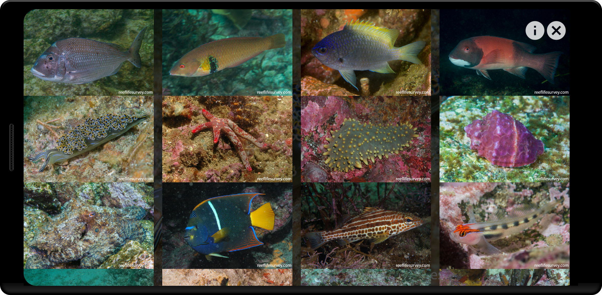 ReefLifeSurvey - mobile app to view high quality images of aquatic species